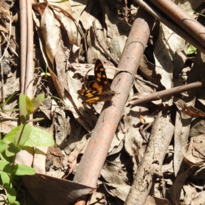 Argynnina cyrila (Forest brown, Cyril's brown) at Tidbinbilla Nature Reserve - 22 Oct 2021 by Liam.m