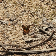 Argynnina cyrila at Paddys River, ACT - suppressed