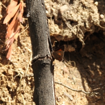 Paralucia aurifera (Bright Copper) at Paddys River, ACT - 23 Oct 2021 by Liam.m