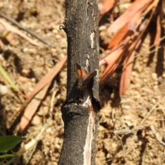 Paralucia aurifera at Paddys River, ACT - 23 Oct 2021