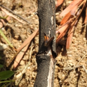 Paralucia aurifera at Paddys River, ACT - 23 Oct 2021