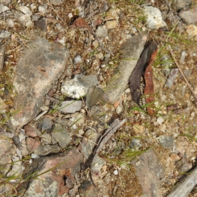 Zizina otis (Common Grass-Blue) at Paddys River, ACT - 23 Oct 2021 by Liam.m