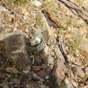 Zizina otis at Paddys River, ACT - suppressed