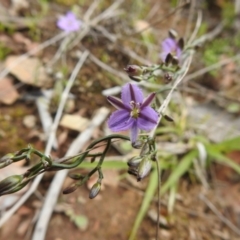 Thysanotus patersonii (Twining Fringe Lily) at Carwoola, NSW - 21 Oct 2021 by Liam.m