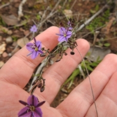 Thysanotus patersonii at Carwoola, NSW - 21 Oct 2021