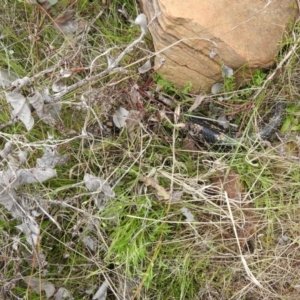 Tiliqua nigrolutea at Carwoola, NSW - suppressed