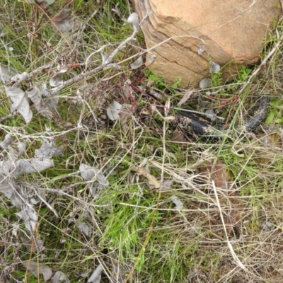 Tiliqua nigrolutea (Blotched Blue-tongue) at Carwoola, NSW - 20 Oct 2021 by Liam.m