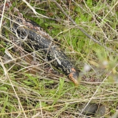 Tiliqua nigrolutea at Carwoola, NSW - suppressed