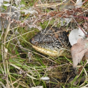 Tiliqua nigrolutea at Carwoola, NSW - suppressed