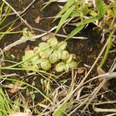 Pterostylidinae (greenhood alliance) (A Greenhood) at Carwoola, NSW - 21 Oct 2021 by Liam.m