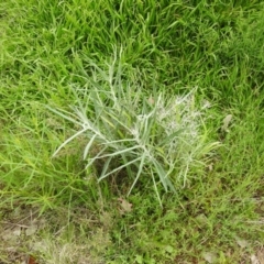 Senecio quadridentatus (Cotton Fireweed) at Carwoola, NSW - 21 Oct 2021 by Liam.m