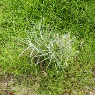 Senecio quadridentatus (Cotton Fireweed) at Carwoola, NSW - 21 Oct 2021 by Liam.m