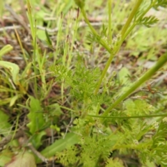 Daucus glochidiatus (Australian Carrot) at Carwoola, NSW - 21 Oct 2021 by Liam.m