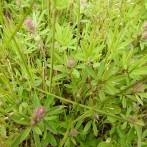 Trifolium arvense at Carwoola, NSW - suppressed