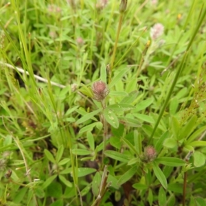 Trifolium arvense at Carwoola, NSW - suppressed