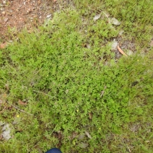 Trifolium arvense at Carwoola, NSW - suppressed