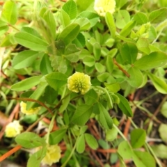 Trifolium campestre (Hop Clover) at Carwoola, NSW - 21 Oct 2021 by Liam.m