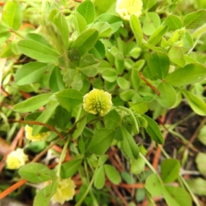 Trifolium campestre at Carwoola, NSW - 21 Oct 2021