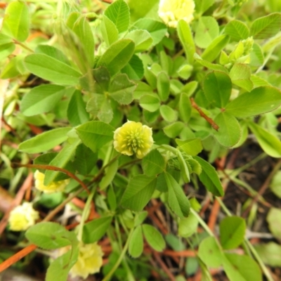 Trifolium campestre (Hop Clover) at Carwoola, NSW - 21 Oct 2021 by Liam.m