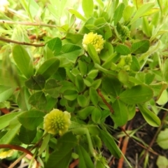 Trifolium campestre at Carwoola, NSW - 21 Oct 2021