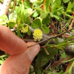 Trifolium campestre at Carwoola, NSW - 21 Oct 2021