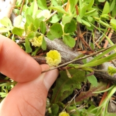 Trifolium campestre at Carwoola, NSW - 21 Oct 2021