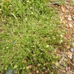 Cotula australis (Common Cotula, Carrot Weed) at Carwoola, NSW - 21 Oct 2021 by Liam.m