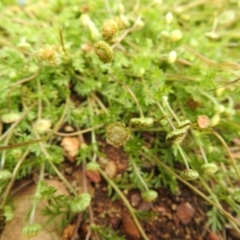 Cotula australis at Carwoola, NSW - suppressed