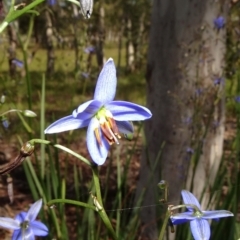 Dianella revoluta var. revoluta (Black-Anther Flax Lily) at Molonglo Valley, ACT - 8 Nov 2020 by JanetRussell