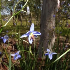 Dianella revoluta var. revoluta at Molonglo Valley, ACT - 8 Nov 2020 02:22 PM