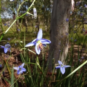 Dianella revoluta var. revoluta at Molonglo Valley, ACT - 8 Nov 2020 02:22 PM