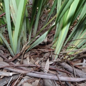 Dianella revoluta var. revoluta at Molonglo Valley, ACT - 8 Nov 2020