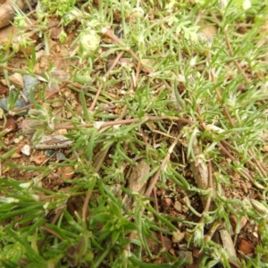 Spergularia rubra at Carwoola, NSW - suppressed