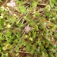 Spergularia rubra at Carwoola, NSW - 21 Oct 2021