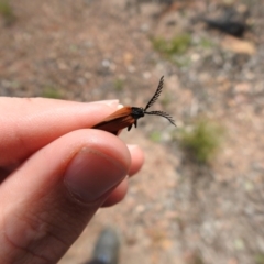 Porrostoma rhipidium (Long-nosed Lycid (Net-winged) beetle) at Carwoola, NSW - 21 Oct 2021 by Liam.m