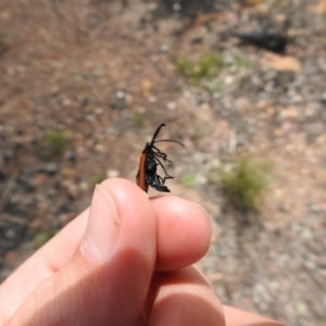 Porrostoma rhipidium at Carwoola, NSW - 21 Oct 2021