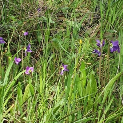 Viola betonicifolia (Mountain Violet) at Cuumbeun Nature Reserve - 22 Oct 2021 by AlexJ