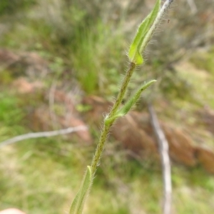 Echium plantagineum at Carwoola, NSW - 21 Oct 2021