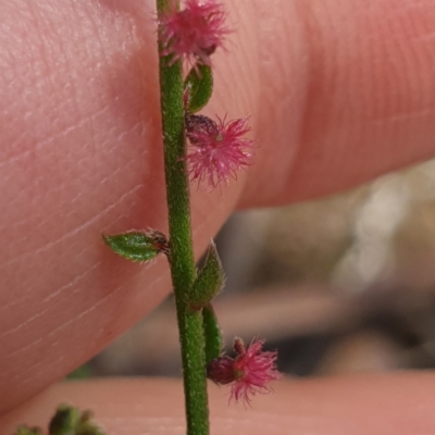 Gonocarpus tetragynus (Common Raspwort) at Monument Hill and Roper Street Corridor - 23 Oct 2021 by ClaireSee