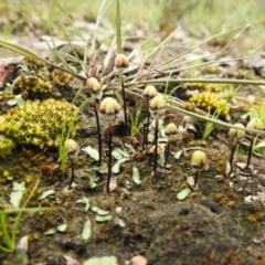 Asterella drummondii (A thallose liverwort) at QPRC LGA - 21 Oct 2021 by Liam.m