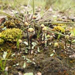 Asterella drummondii at Carwoola, NSW - suppressed