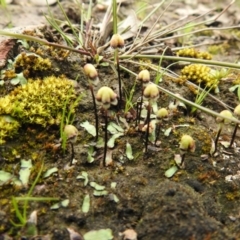 Asterella drummondii at Carwoola, NSW - suppressed