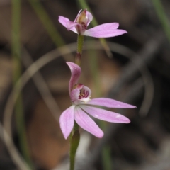 Caladenia carnea (Pink Fingers) at Acton, ACT - 23 Oct 2021 by David