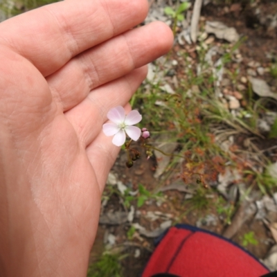 Drosera auriculata (Tall Sundew) at Carwoola, NSW - 21 Oct 2021 by Liam.m