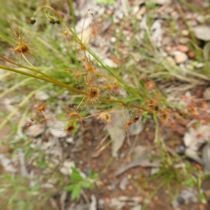 Drosera auriculata at Carwoola, NSW - 21 Oct 2021
