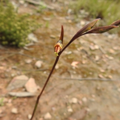 Diuris sp. (A Donkey Orchid) at Carwoola, NSW - 21 Oct 2021 by Liam.m