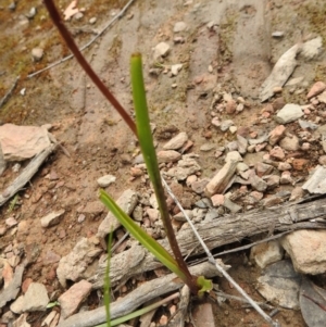 Diuris sp. at Carwoola, NSW - 21 Oct 2021