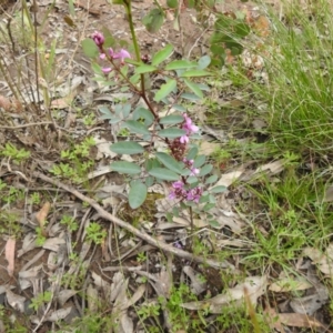 Indigofera australis subsp. australis at Carwoola, NSW - suppressed