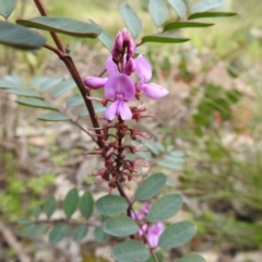 Indigofera australis subsp. australis at Carwoola, NSW - 21 Oct 2021