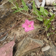 Convolvulus angustissimus subsp. angustissimus (Australian Bindweed) at Carwoola, NSW - 21 Oct 2021 by Liam.m